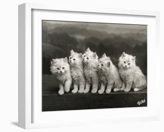 Row of Five Adorable White Fluffy Chinchilla Kittens-Thomas Fall-Framed Photographic Print