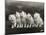 Row of Five Adorable White Fluffy Chinchilla Kittens-Thomas Fall-Mounted Photographic Print