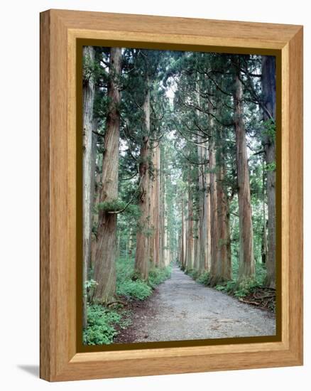 Row of Japanese Cedar-null-Framed Premier Image Canvas