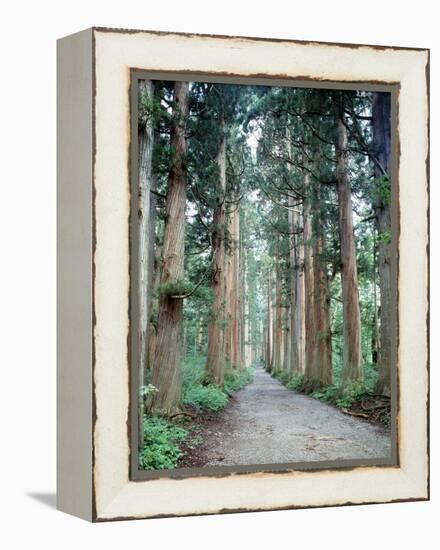 Row of Japanese Cedar-null-Framed Premier Image Canvas