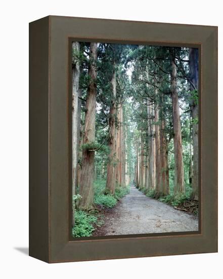 Row of Japanese Cedar-null-Framed Premier Image Canvas