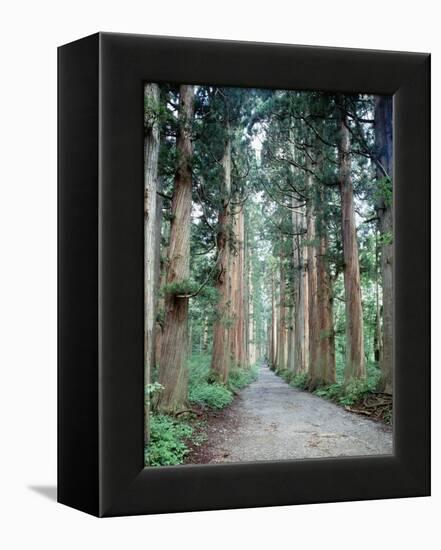 Row of Japanese Cedar-null-Framed Premier Image Canvas