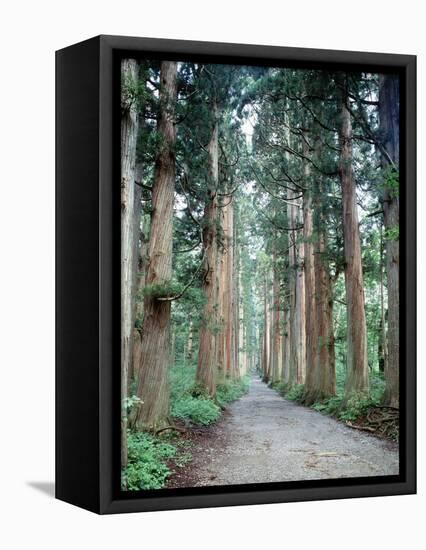 Row of Japanese Cedar-null-Framed Premier Image Canvas