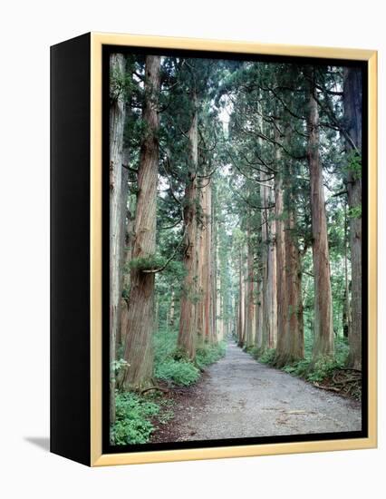 Row of Japanese Cedar-null-Framed Premier Image Canvas