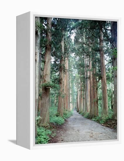 Row of Japanese Cedar-null-Framed Premier Image Canvas