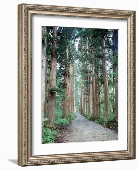 Row of Japanese Cedar-null-Framed Photographic Print