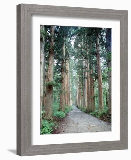 Row of Japanese Cedar-null-Framed Photographic Print