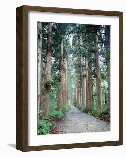 Row of Japanese Cedar-null-Framed Photographic Print