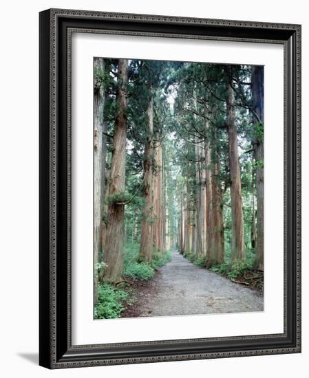 Row of Japanese Cedar-null-Framed Photographic Print