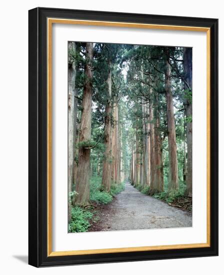 Row of Japanese Cedar-null-Framed Photographic Print