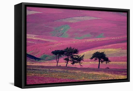 Row of Larch trees on flowering heather moorland, Scotland-Laurie Campbell-Framed Premier Image Canvas