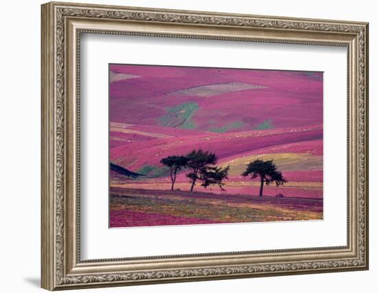 Row of Larch trees on flowering heather moorland, Scotland-Laurie Campbell-Framed Photographic Print
