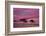 Row of Larch trees on flowering heather moorland, Scotland-Laurie Campbell-Framed Photographic Print