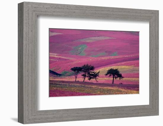 Row of Larch trees on flowering heather moorland, Scotland-Laurie Campbell-Framed Photographic Print