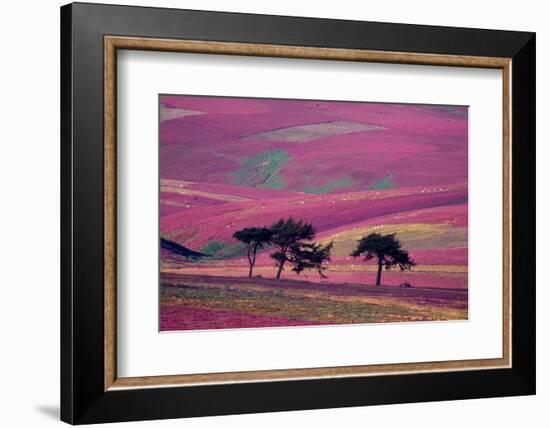 Row of Larch trees on flowering heather moorland, Scotland-Laurie Campbell-Framed Photographic Print