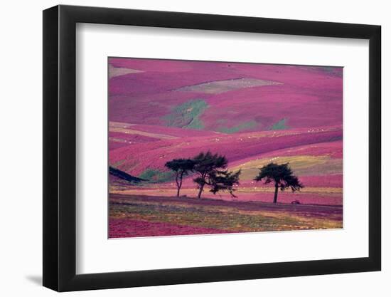 Row of Larch trees on flowering heather moorland, Scotland-Laurie Campbell-Framed Photographic Print