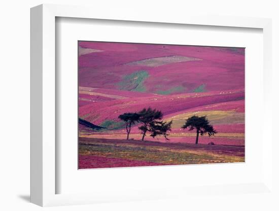 Row of Larch trees on flowering heather moorland, Scotland-Laurie Campbell-Framed Photographic Print