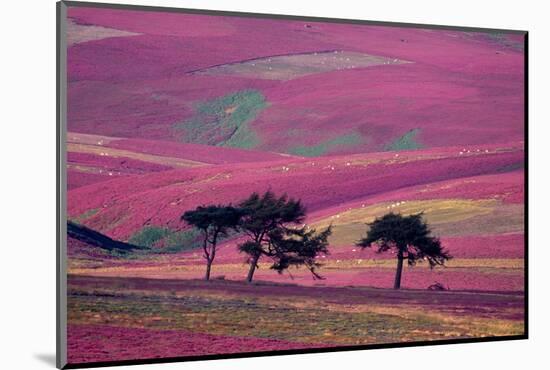 Row of Larch trees on flowering heather moorland, Scotland-Laurie Campbell-Mounted Photographic Print