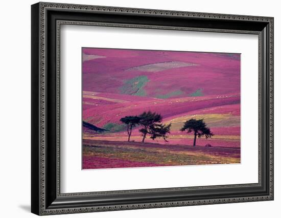 Row of Larch trees on flowering heather moorland, Scotland-Laurie Campbell-Framed Photographic Print