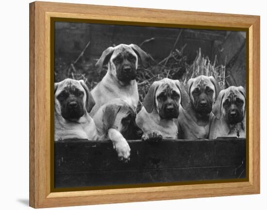 Row of Mastiff Puppies Owned by Oliver-Thomas Fall-Framed Premier Image Canvas