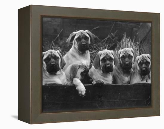 Row of Mastiff Puppies Owned by Oliver-Thomas Fall-Framed Premier Image Canvas