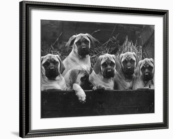 Row of Mastiff Puppies Owned by Oliver-Thomas Fall-Framed Photographic Print