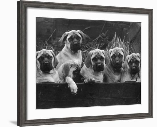 Row of Mastiff Puppies Owned by Oliver-Thomas Fall-Framed Photographic Print