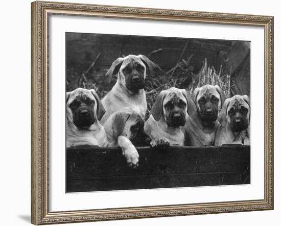 Row of Mastiff Puppies Owned by Oliver-Thomas Fall-Framed Photographic Print