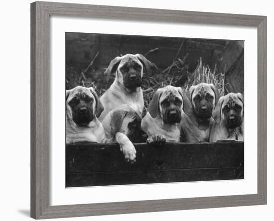 Row of Mastiff Puppies Owned by Oliver-Thomas Fall-Framed Photographic Print