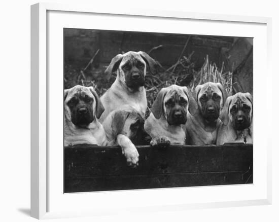 Row of Mastiff Puppies Owned by Oliver-Thomas Fall-Framed Photographic Print