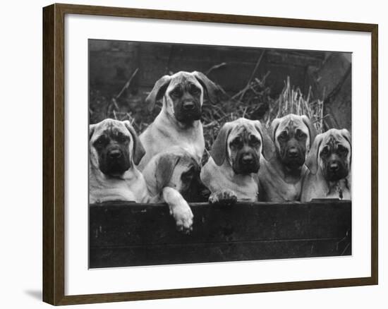 Row of Mastiff Puppies Owned by Oliver-Thomas Fall-Framed Photographic Print