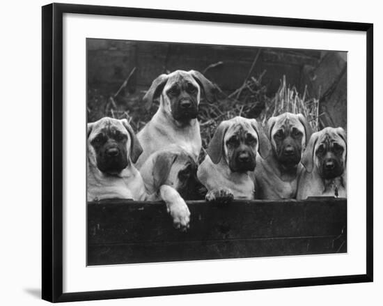 Row of Mastiff Puppies Owned by Oliver-Thomas Fall-Framed Photographic Print