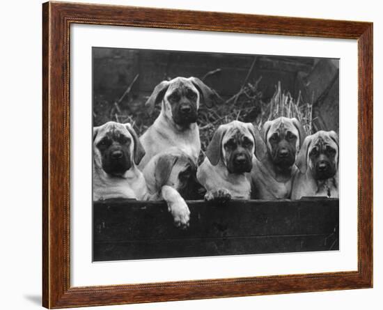 Row of Mastiff Puppies Owned by Oliver-Thomas Fall-Framed Photographic Print