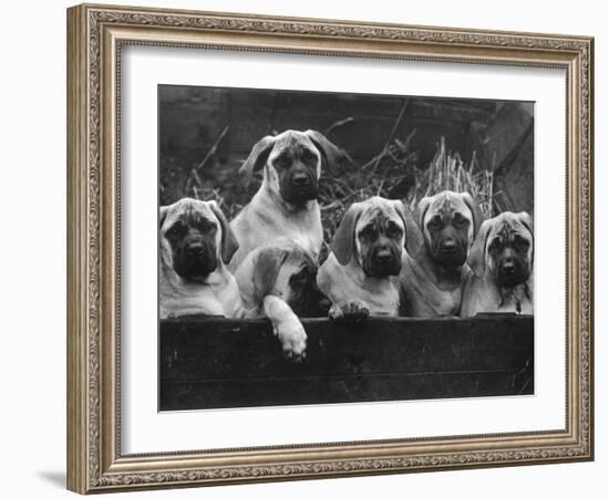 Row of Mastiff Puppies Owned by Oliver-Thomas Fall-Framed Photographic Print