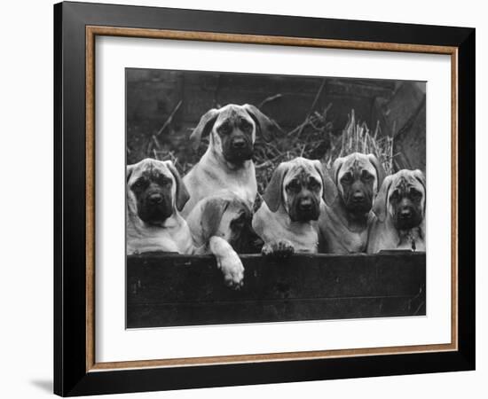 Row of Mastiff Puppies Owned by Oliver-Thomas Fall-Framed Photographic Print