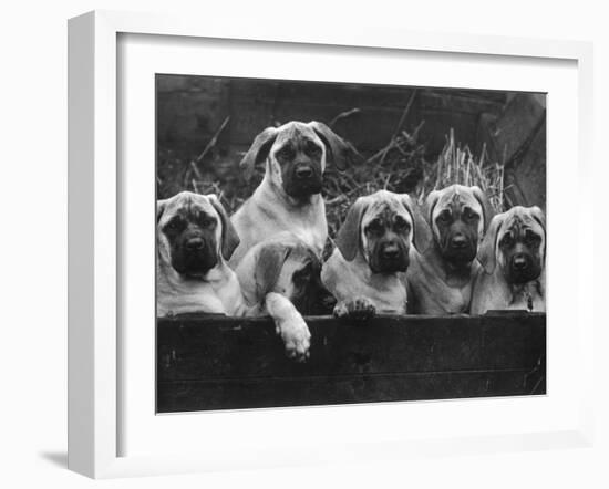 Row of Mastiff Puppies Owned by Oliver-Thomas Fall-Framed Photographic Print