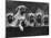 Row of Mastiff Puppies Owned by Oliver-Thomas Fall-Mounted Photographic Print