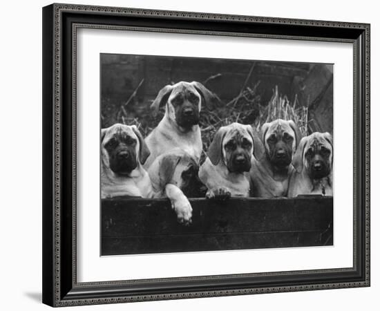 Row of Mastiff Puppies Owned by Oliver-Thomas Fall-Framed Photographic Print