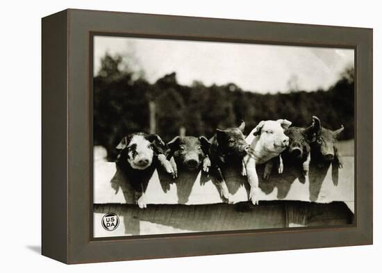 Row of Pigs Resting on Fence-null-Framed Premier Image Canvas