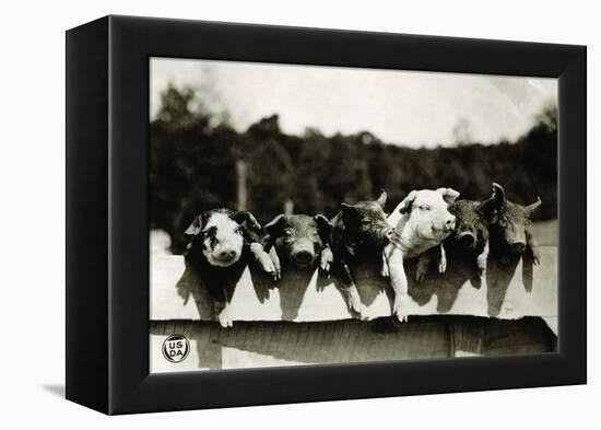 Row of Pigs Resting on Fence-null-Framed Premier Image Canvas