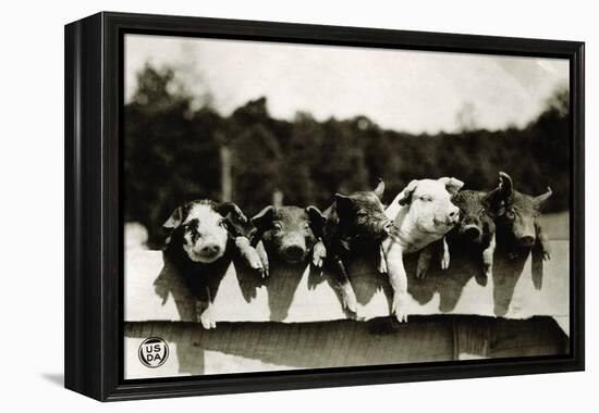 Row of Pigs Resting on Fence-null-Framed Premier Image Canvas