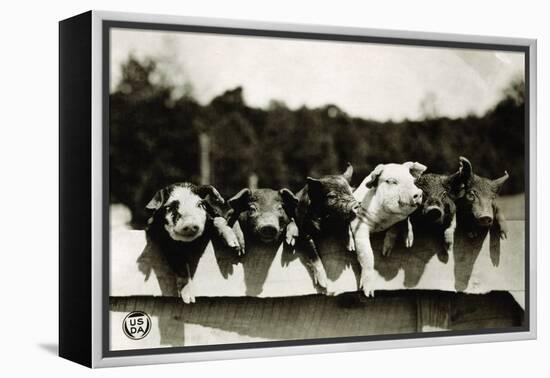 Row of Pigs Resting on Fence-null-Framed Premier Image Canvas