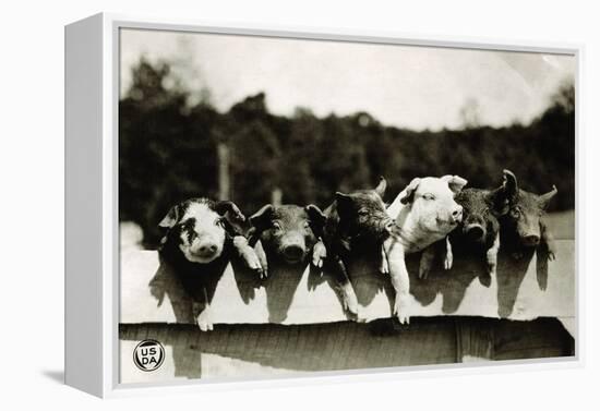 Row of Pigs Resting on Fence-null-Framed Premier Image Canvas