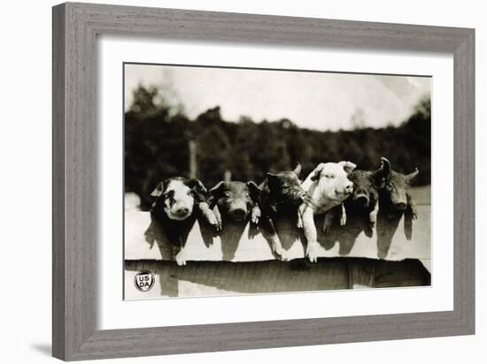 Row of Pigs Resting on Fence-null-Framed Photographic Print