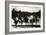 Row of Pigs Resting on Fence-null-Framed Photographic Print