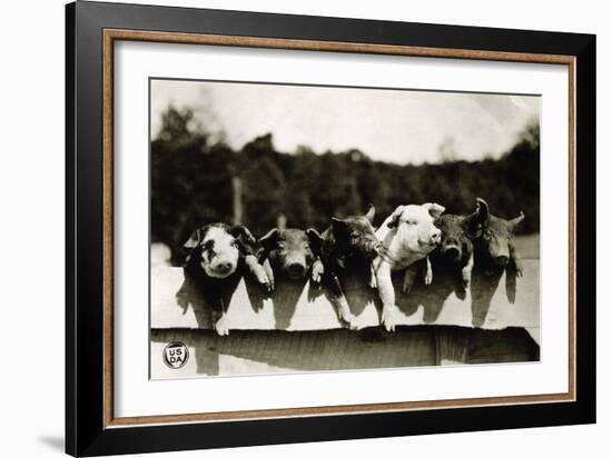 Row of Pigs Resting on Fence-null-Framed Photographic Print