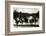 Row of Pigs Resting on Fence-null-Framed Photographic Print