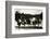 Row of Pigs Resting on Fence-null-Framed Photographic Print