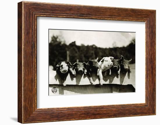 Row of Pigs Resting on Fence-null-Framed Photographic Print