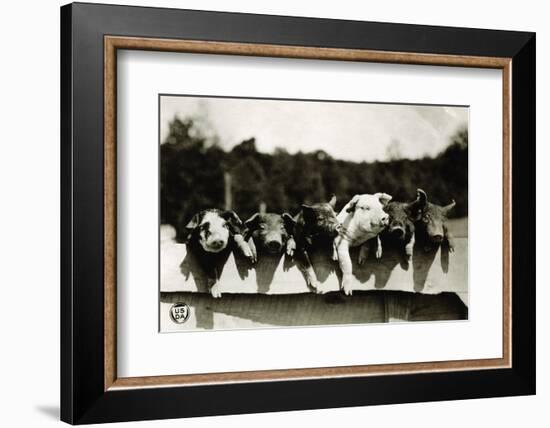 Row of Pigs Resting on Fence-null-Framed Photographic Print